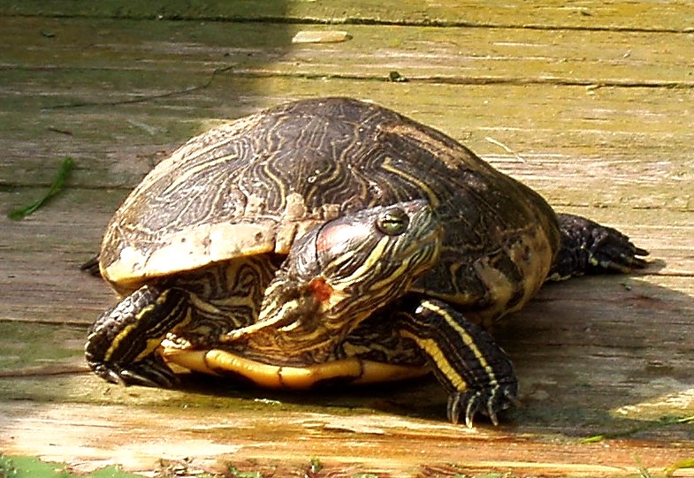 Sarkanausu bruņurupucis, invazīva suga
