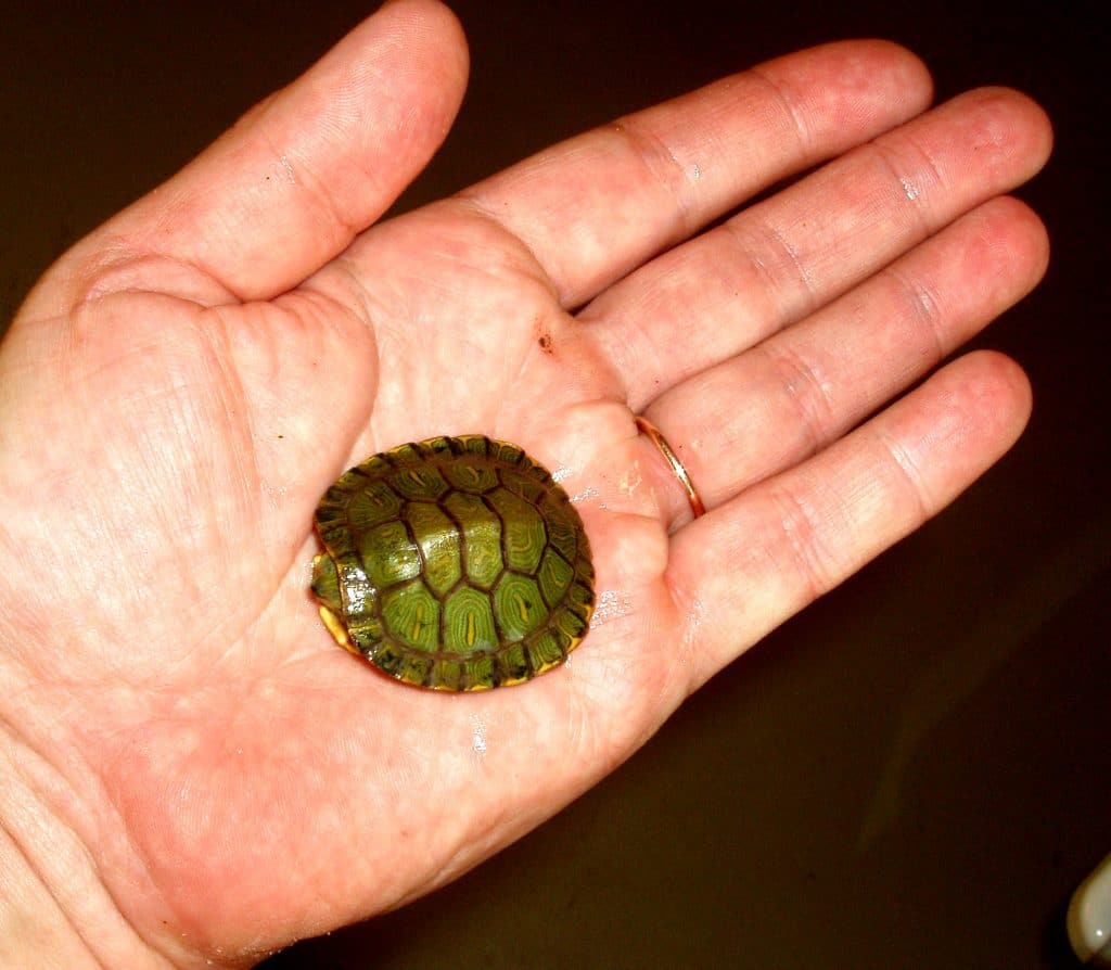 Sarkanausu bruņurupucis, mazulis. Invazīva suga