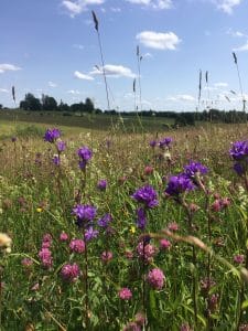 Blooming meadows, LatViaNature pilotprogramme
