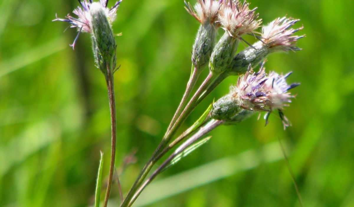 4_Igaunijas rūgtlape