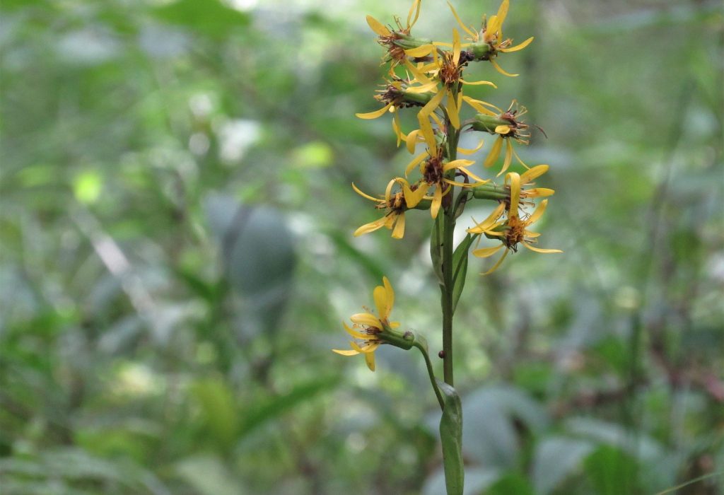 9_Sibīrijas mēlziede