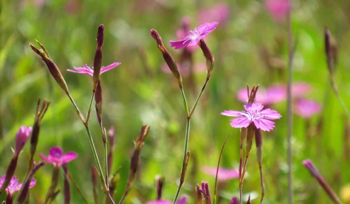 Dianth+deltoidd (2) (1)