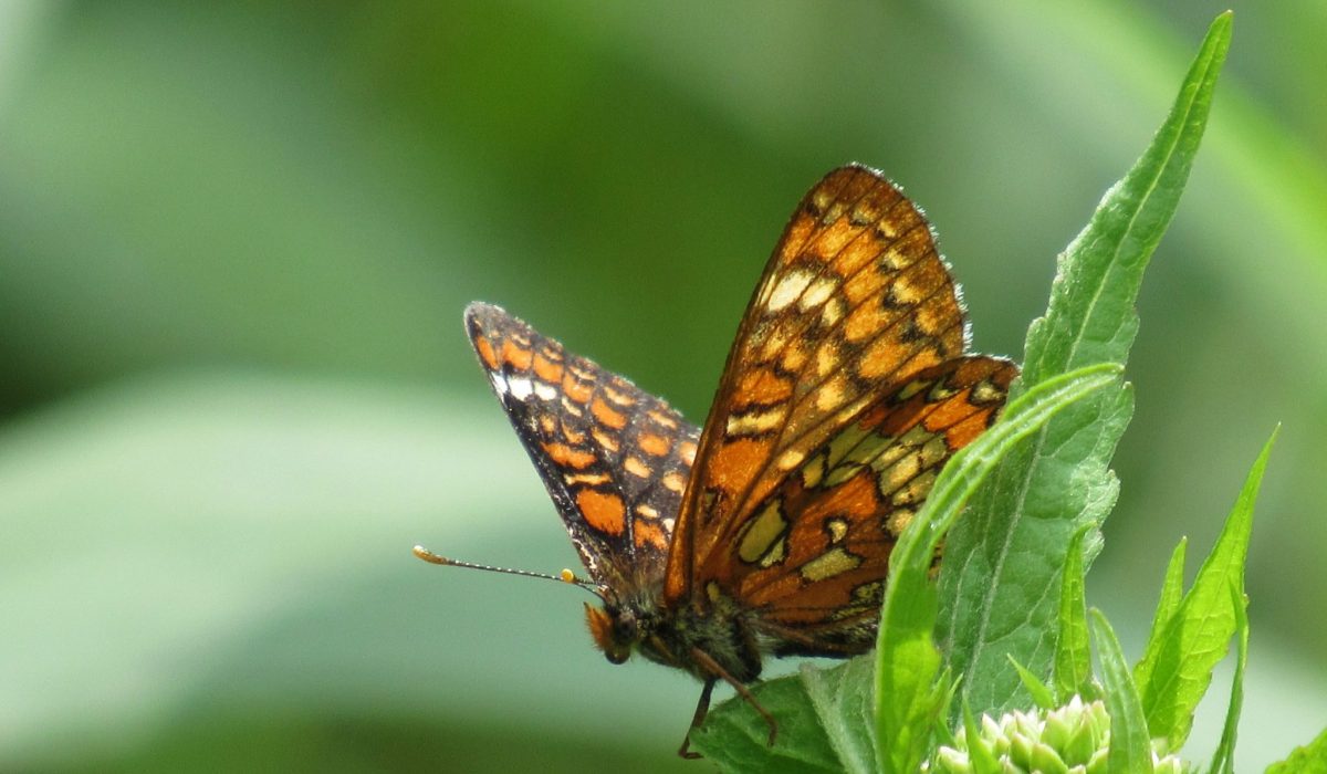 Ošu pļavraibenis_APriede