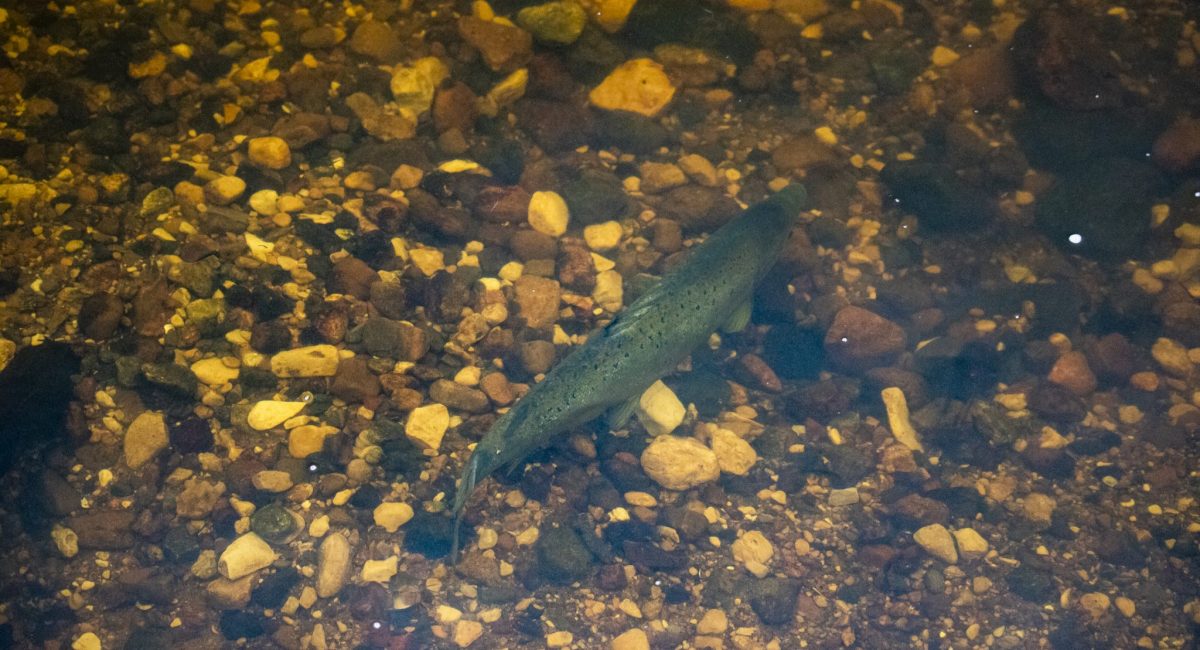 lasis-IMG_0002-andris-soms