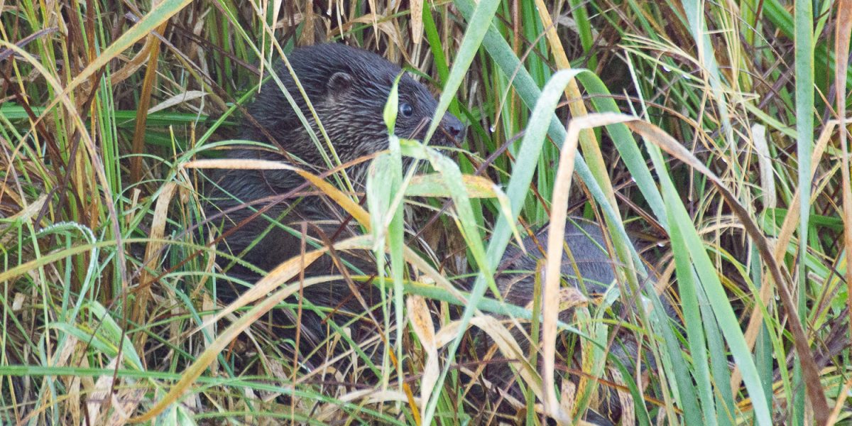 ziditaji-udrs-1-andris-soms