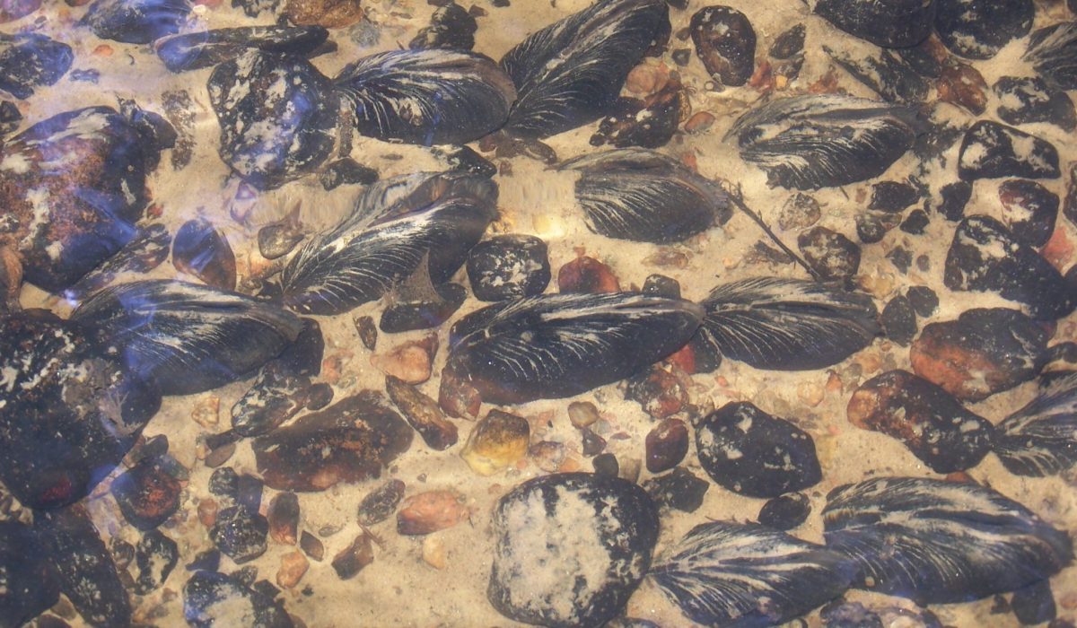 ziemelu_upesperlene_Normunds_Kukars